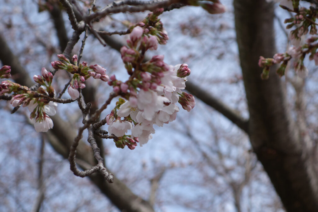 農村公園の桜