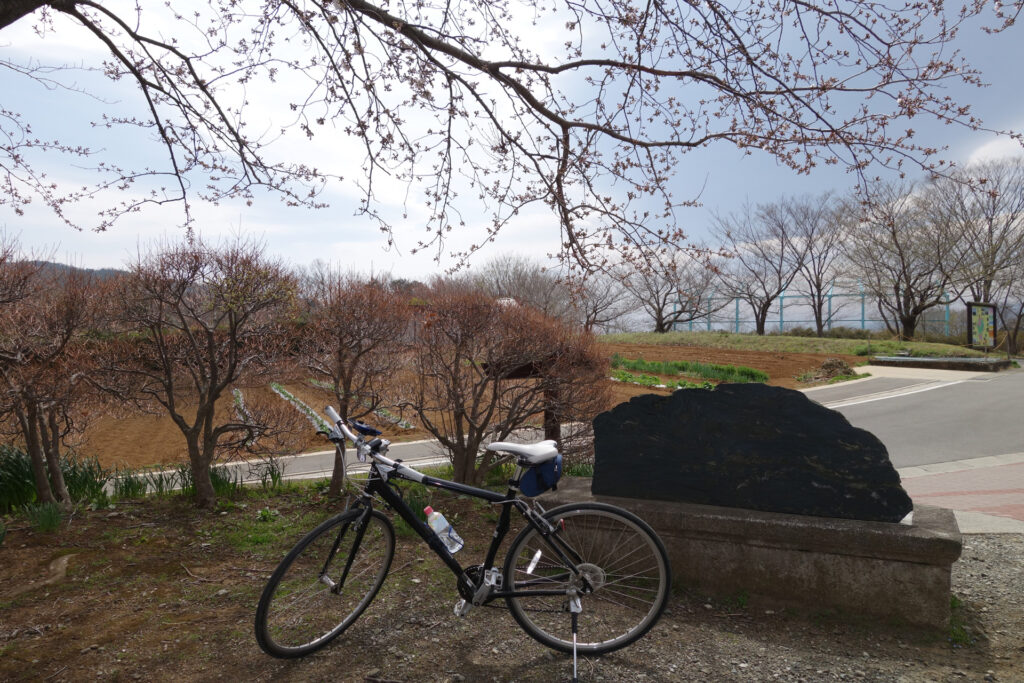 農村公園の桜