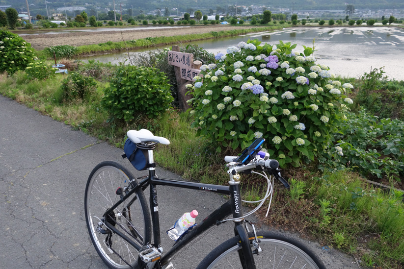 あじさい
