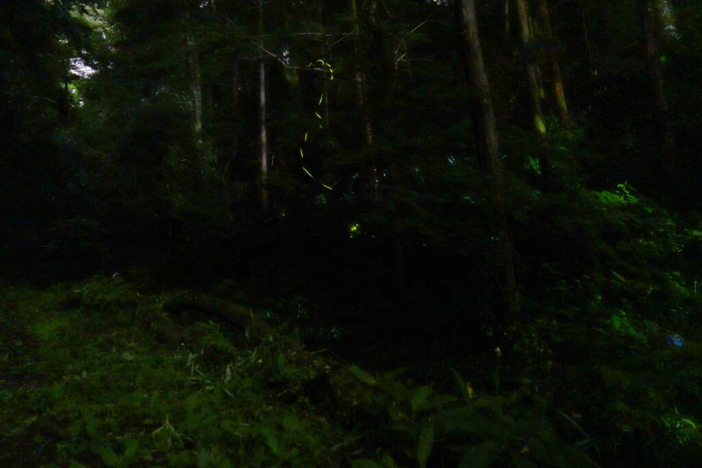 ほたる