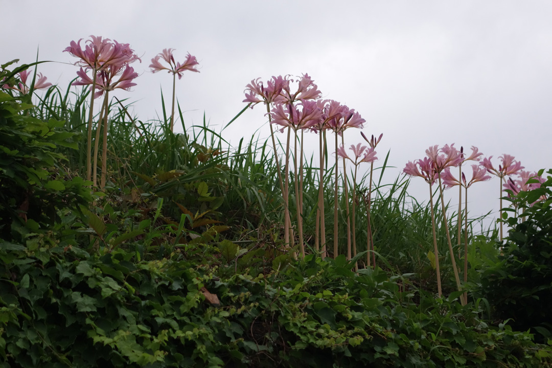 曼珠沙華