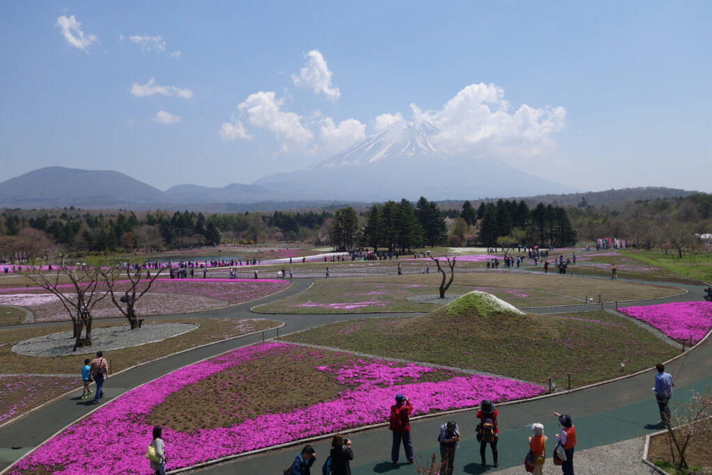 芝桜と富士