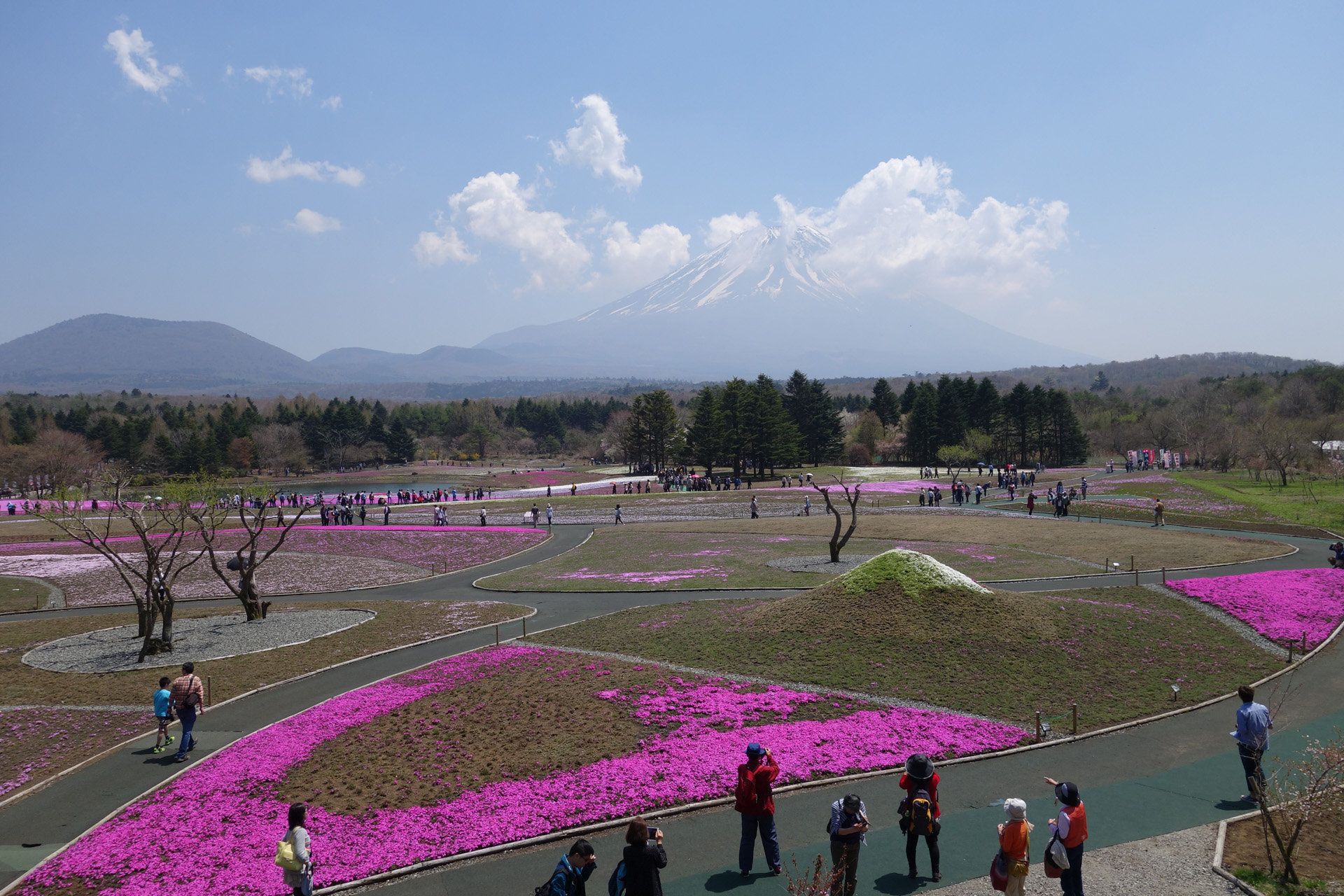 芝桜と富士