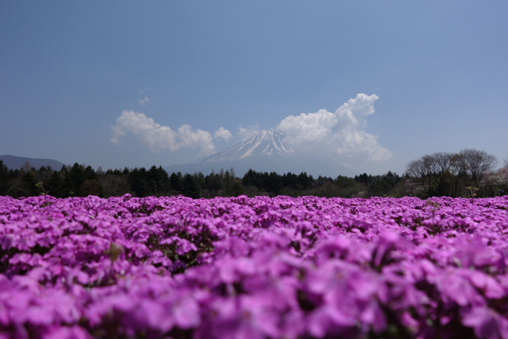 芝桜と富士