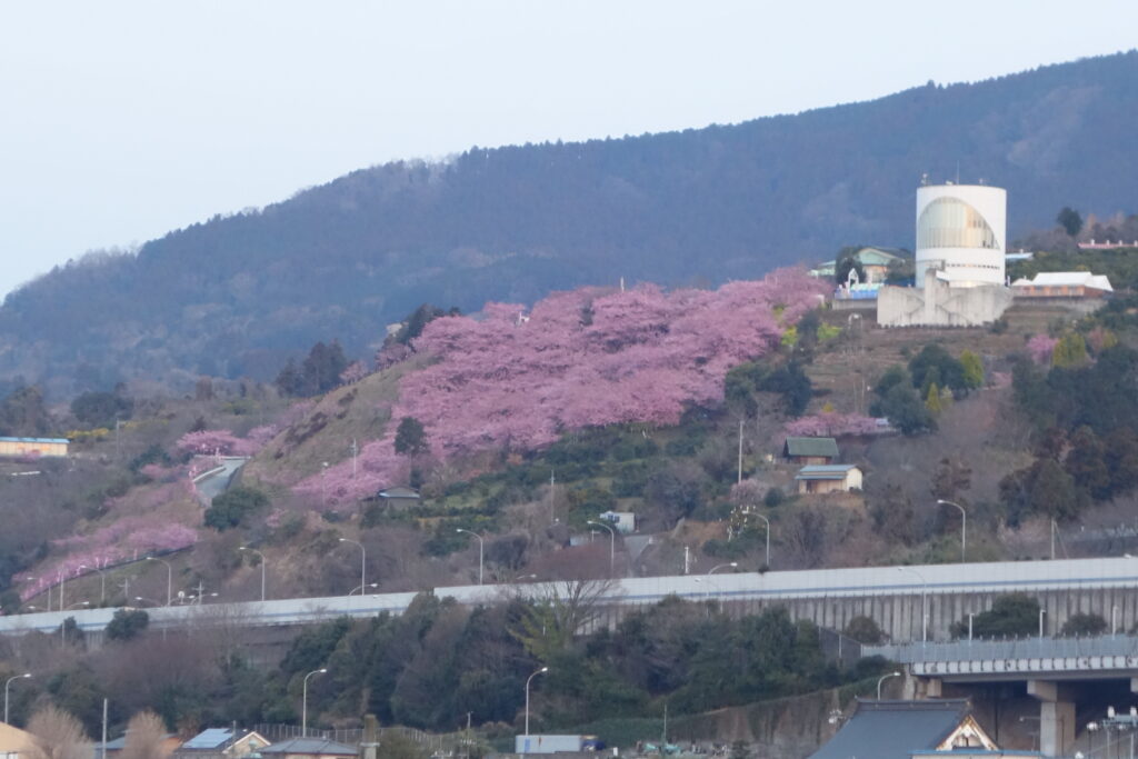 松田ハーブガーデンの桜
