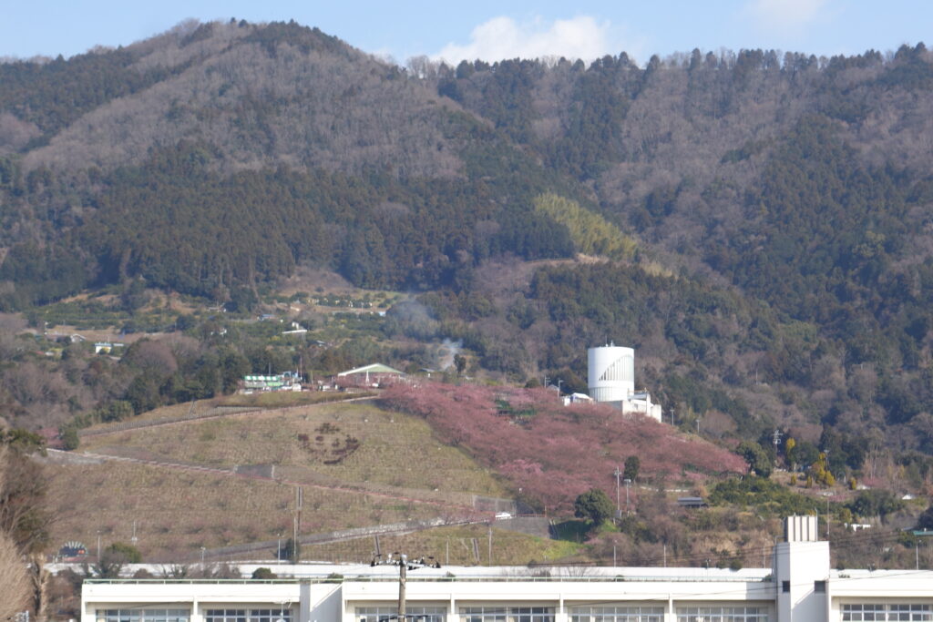 松田山の河津桜