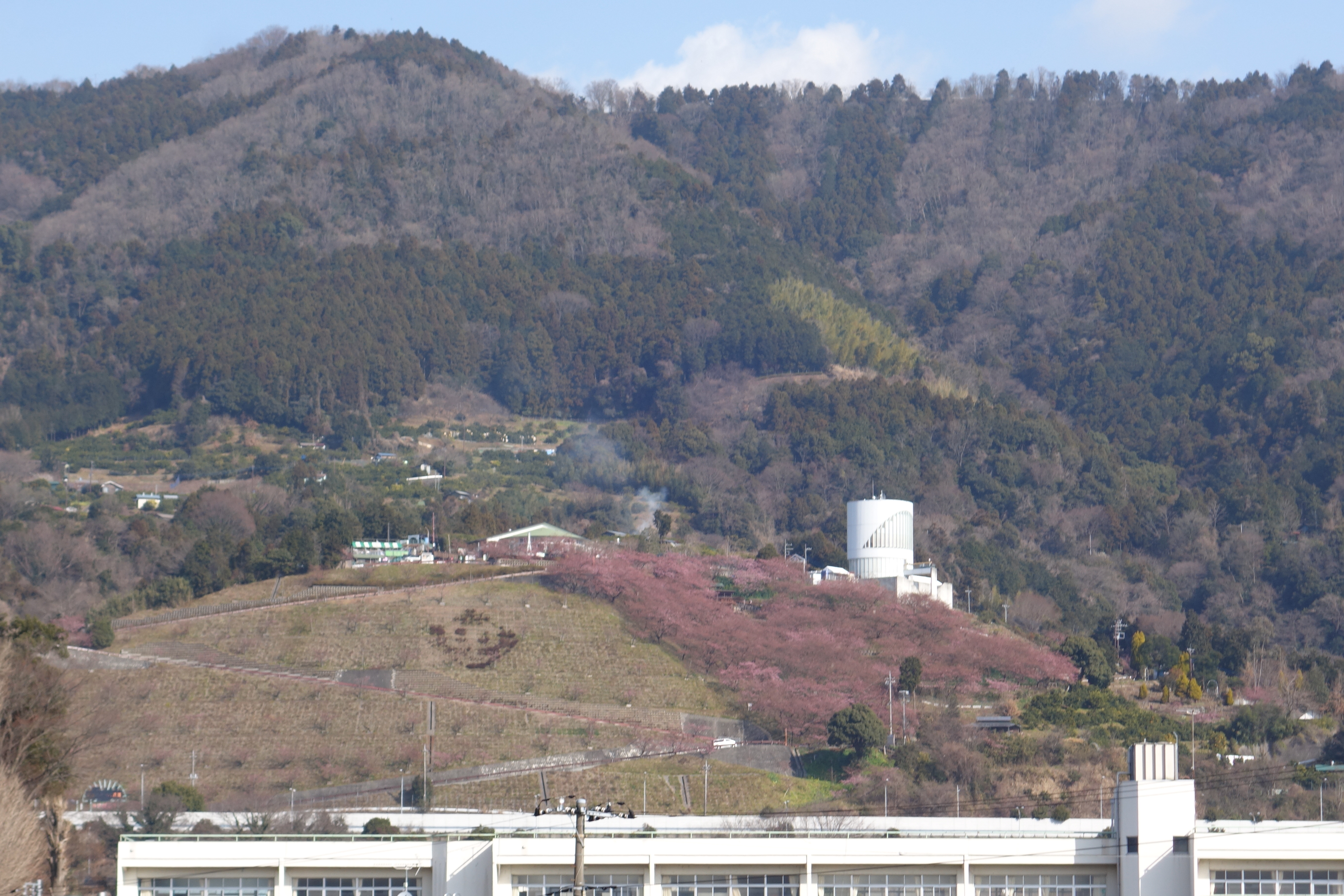 松田山の河津桜