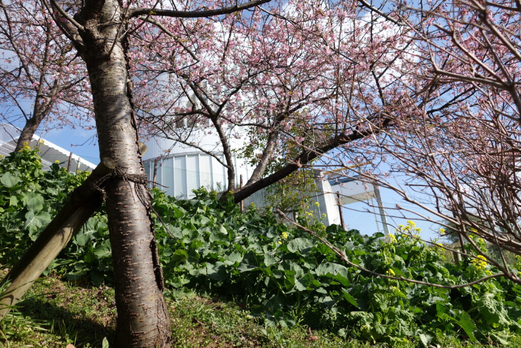 松田山の河津桜