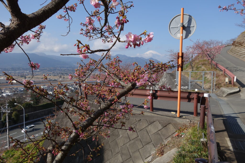 松田山の河津桜