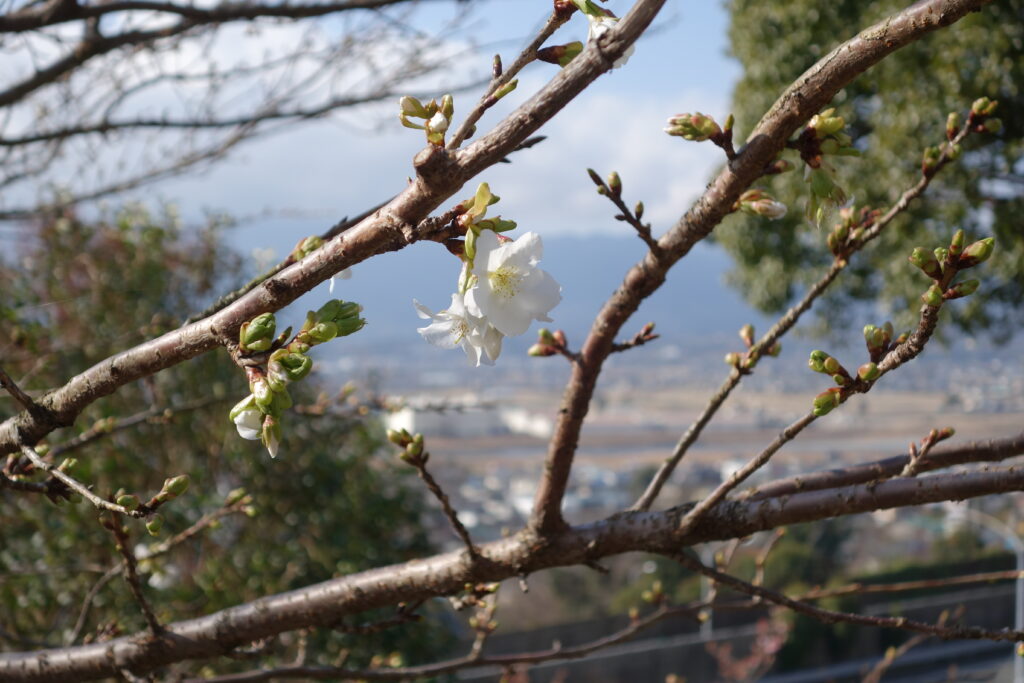 松田山の河津桜
