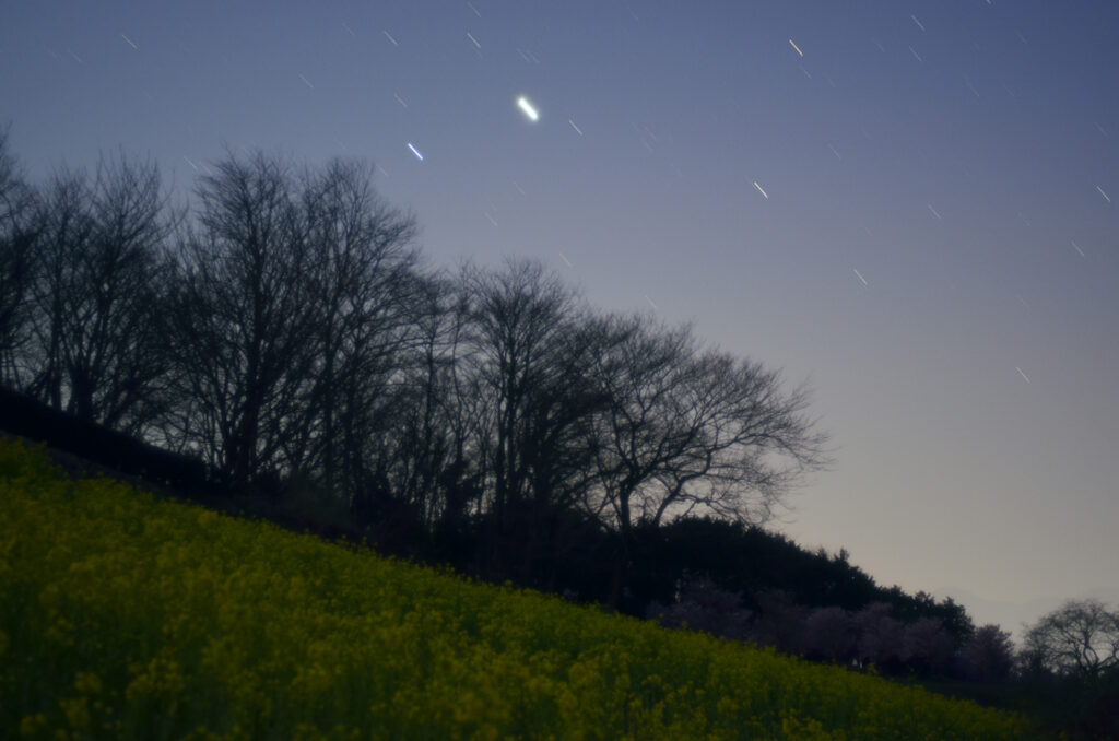 菜の花、桜と木星