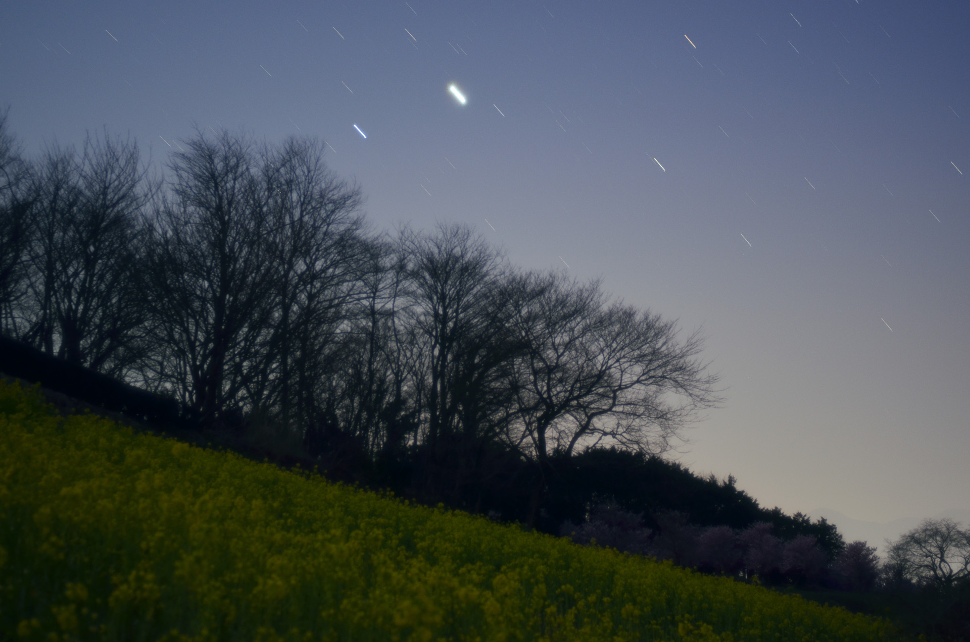 菜の花、桜と木星