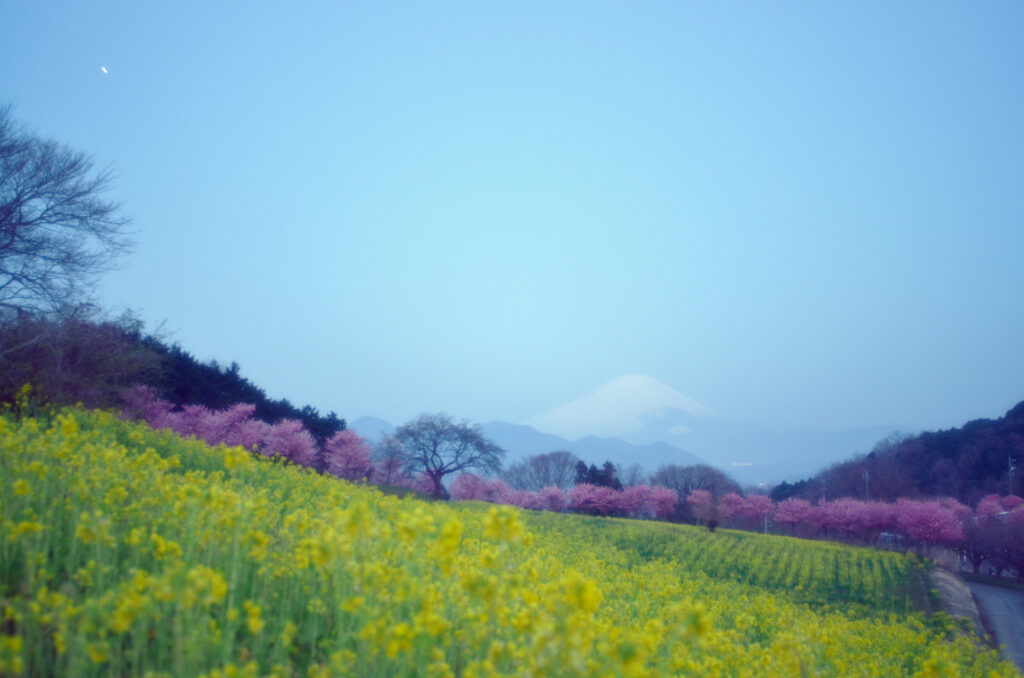 菜の花、桜と木星