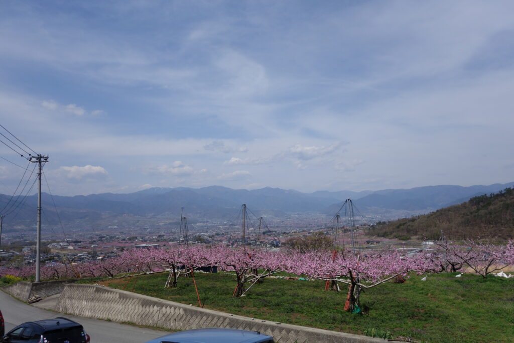 ももの花