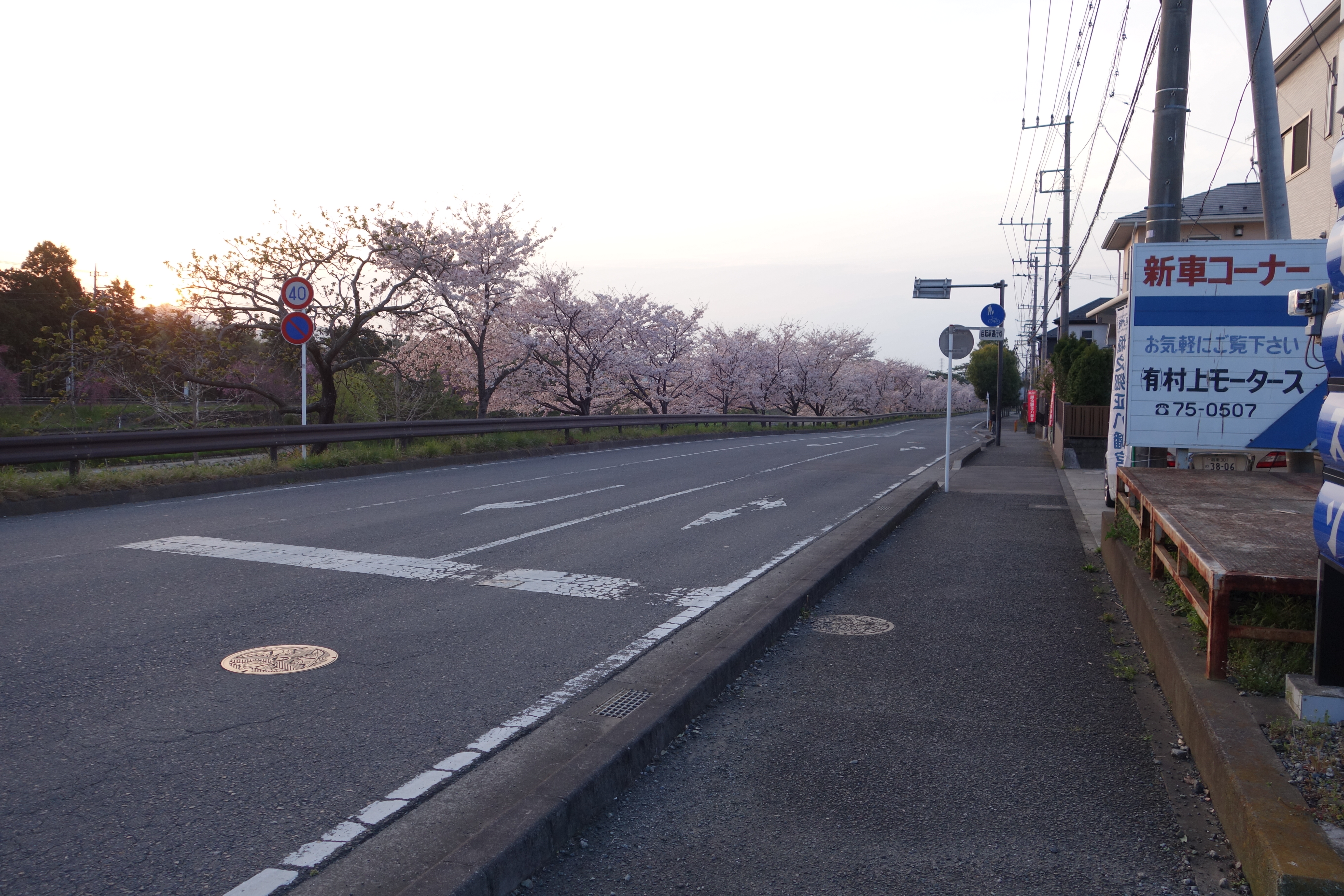 さくら並木
