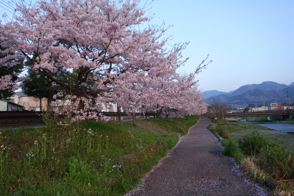 さくら並木