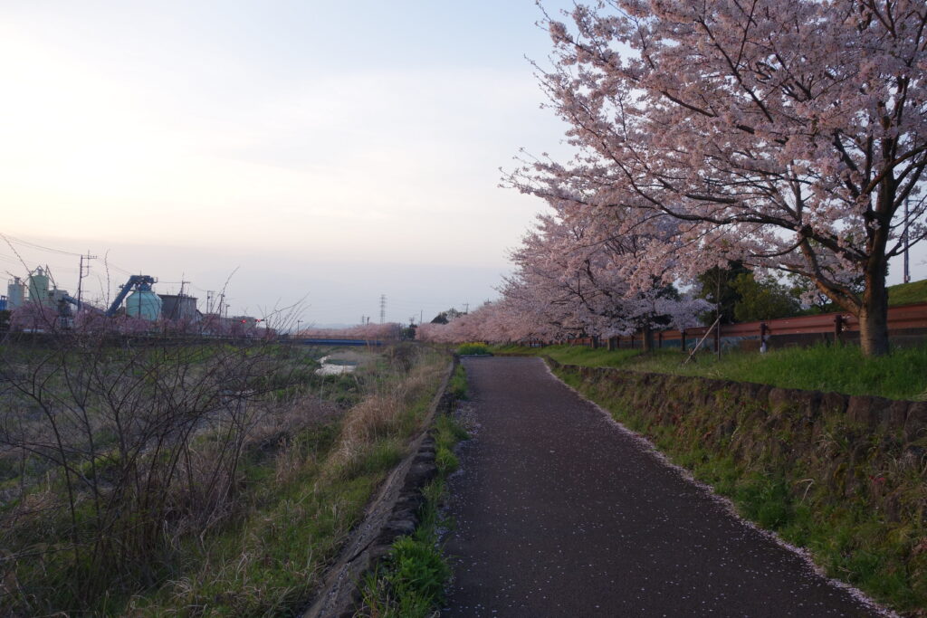 さくら並木