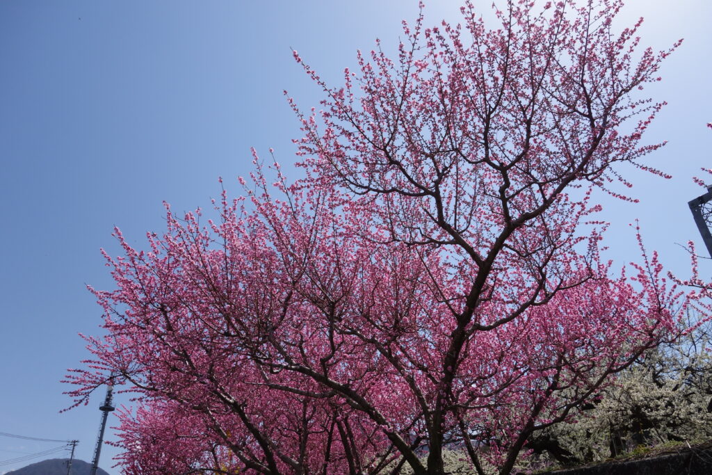 ももの花