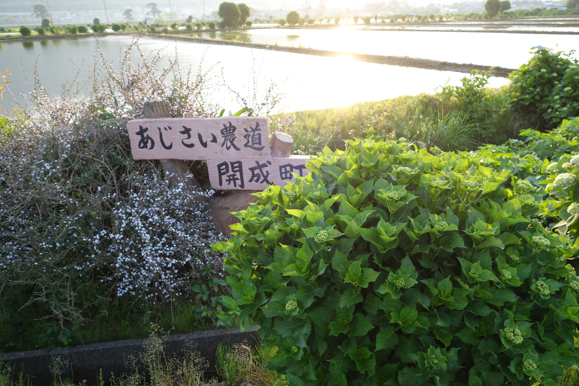 あじさい