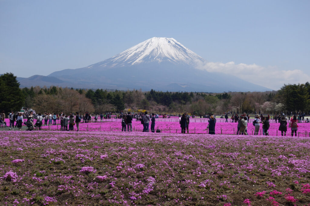 芝桜と富士