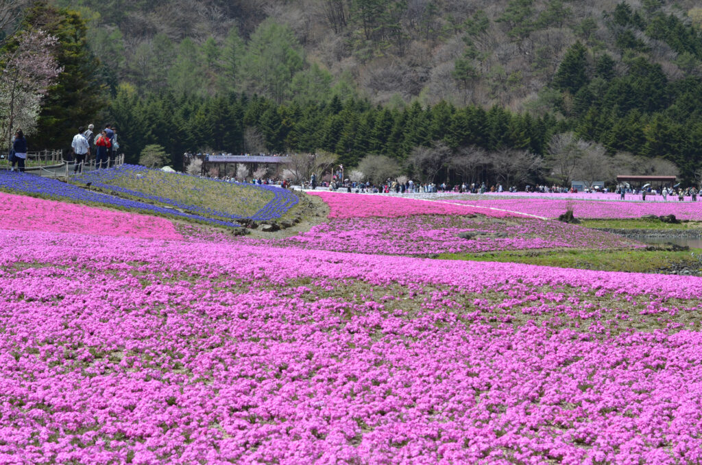 芝桜と富士