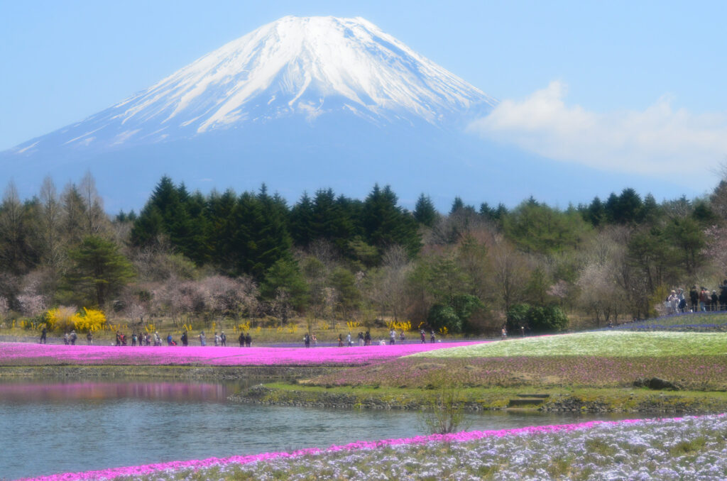 芝桜と富士