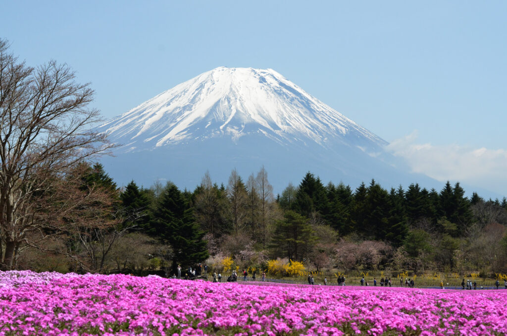 芝桜と富士