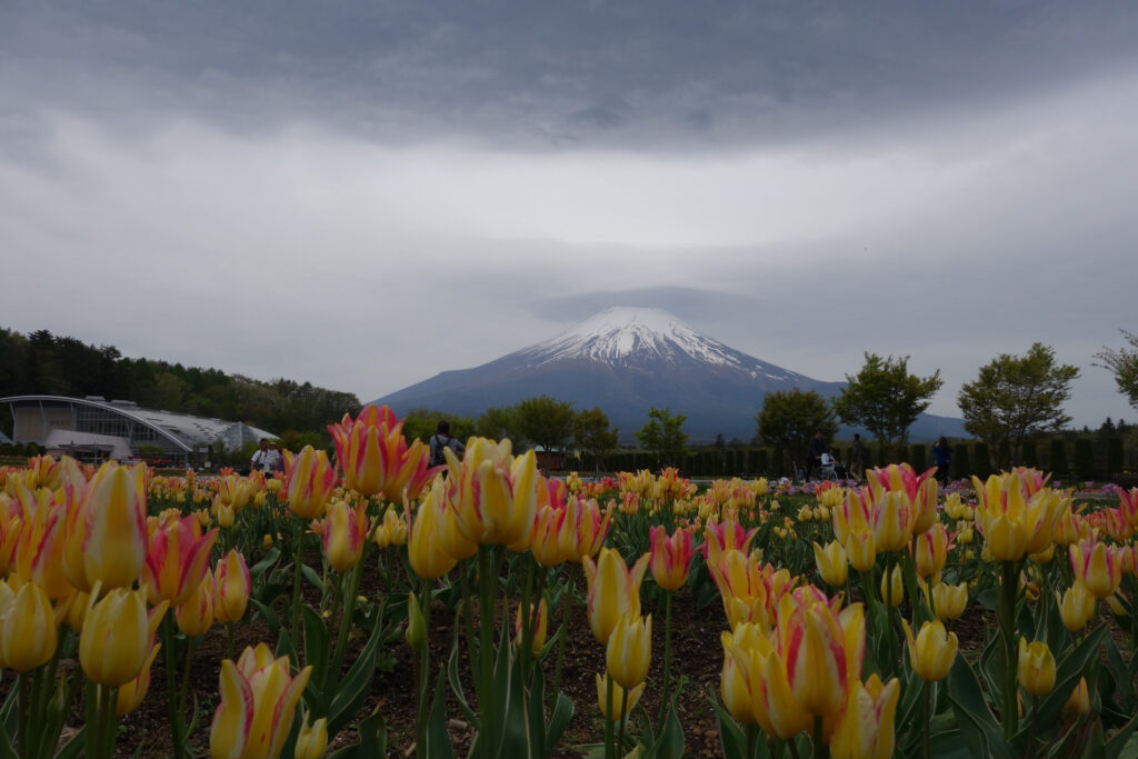 山中湖花の都公園