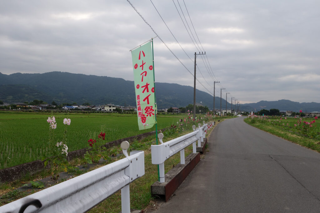 あじさい170611