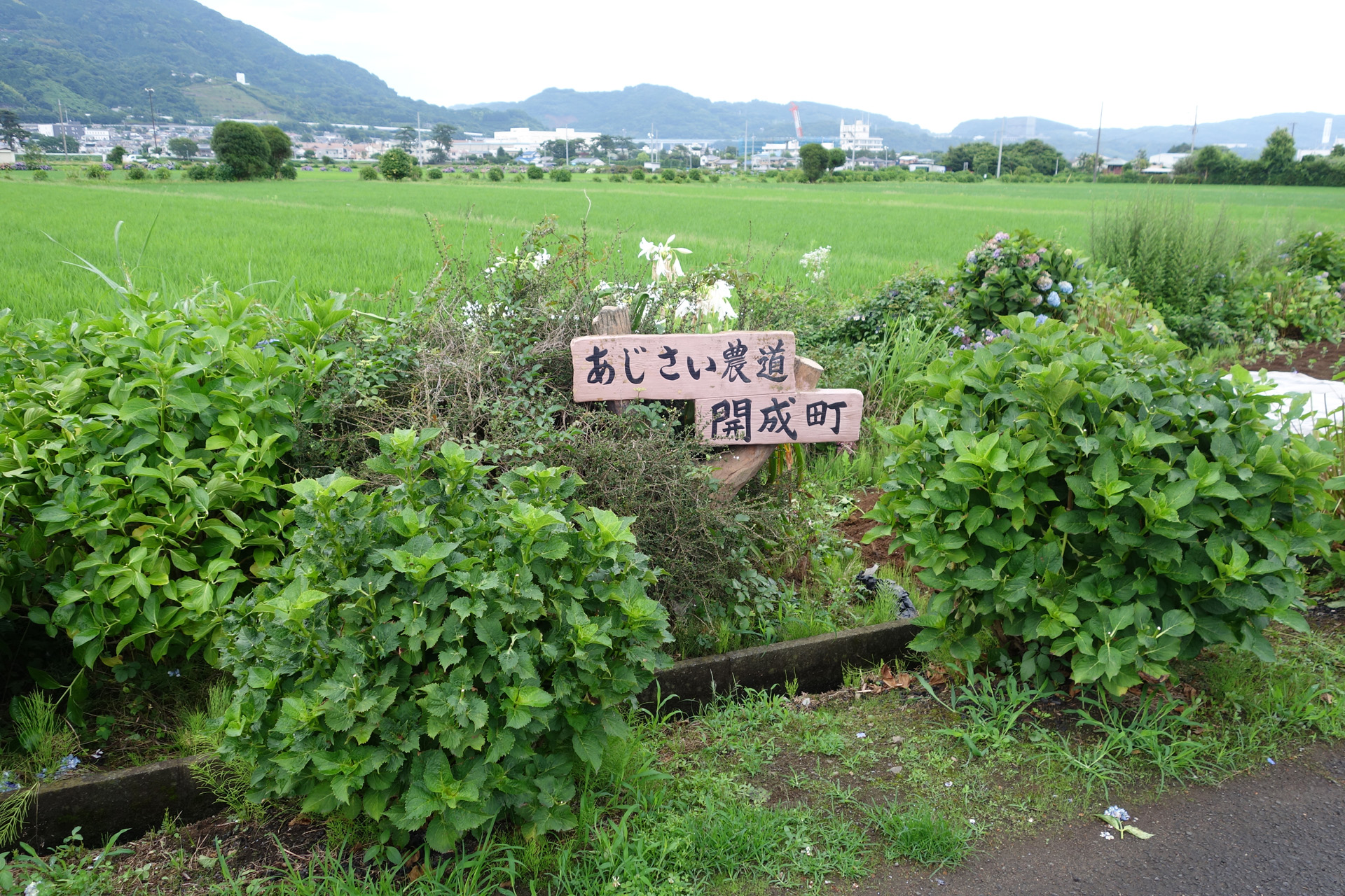 あじさいの剪定