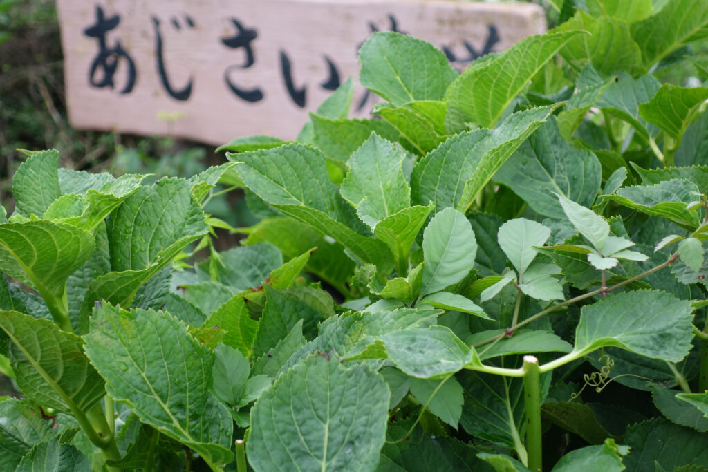 あじさいの剪定