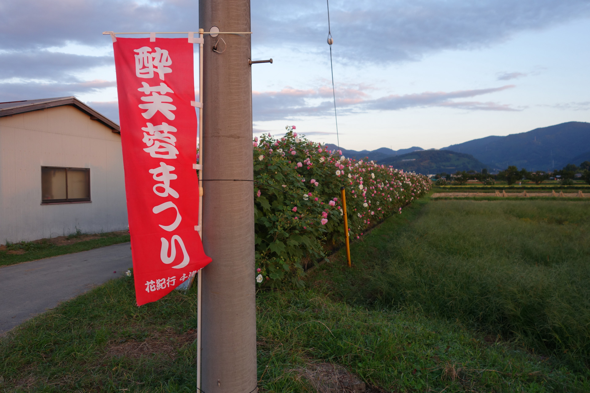 酔芙蓉まつり