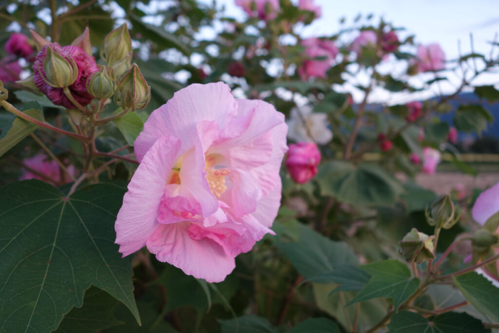 酔芙蓉まつり