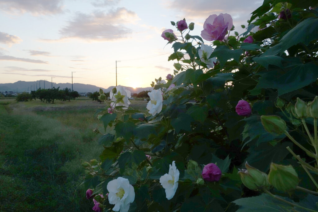 酔芙蓉まつり