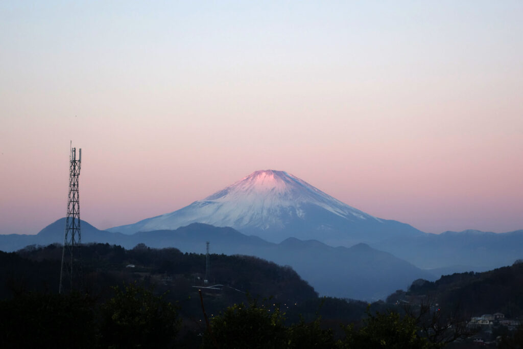 初紅富士'18