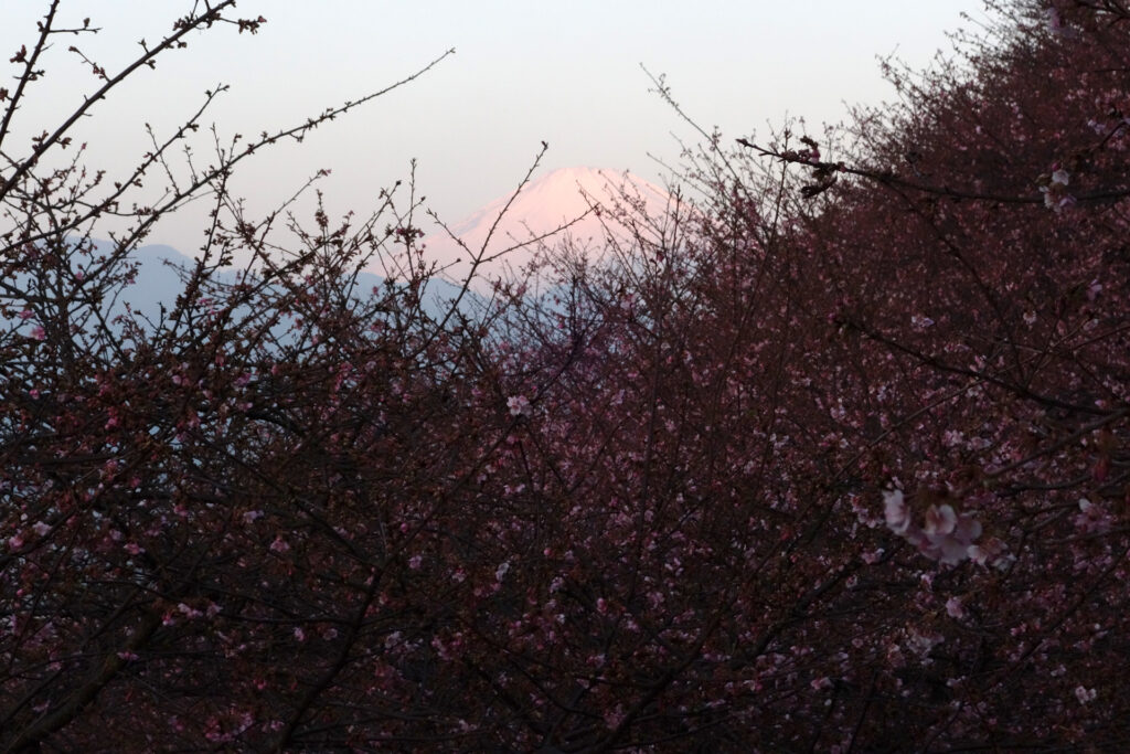 河津さくらが咲き始めました