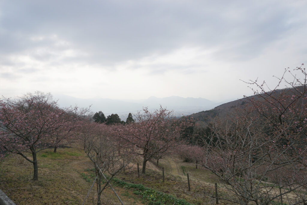 農村公園の河津さくら