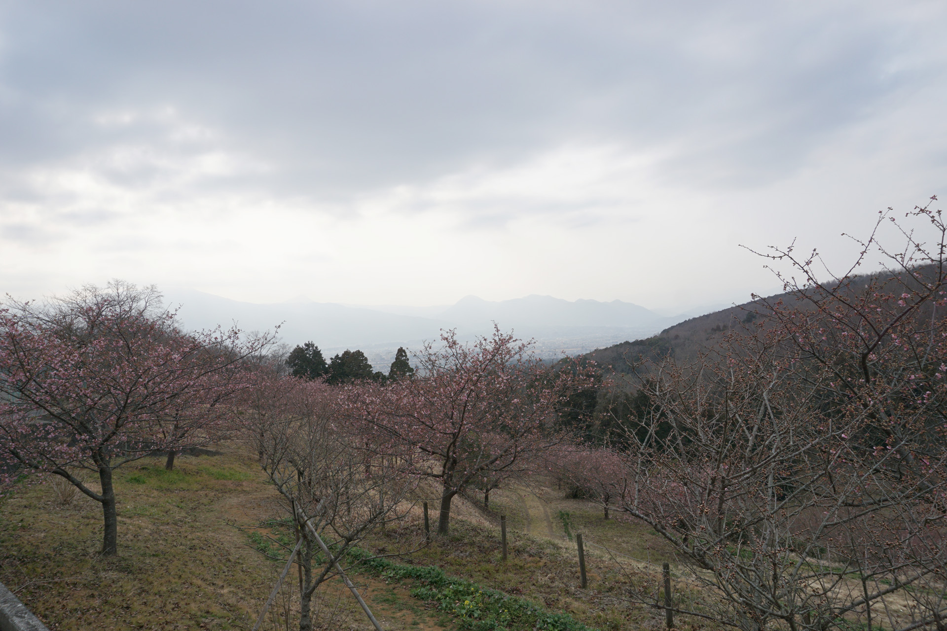 農村公園の河津さくら