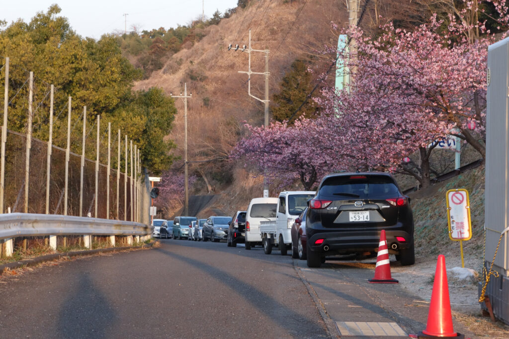 河津さくら in 西平畑公園