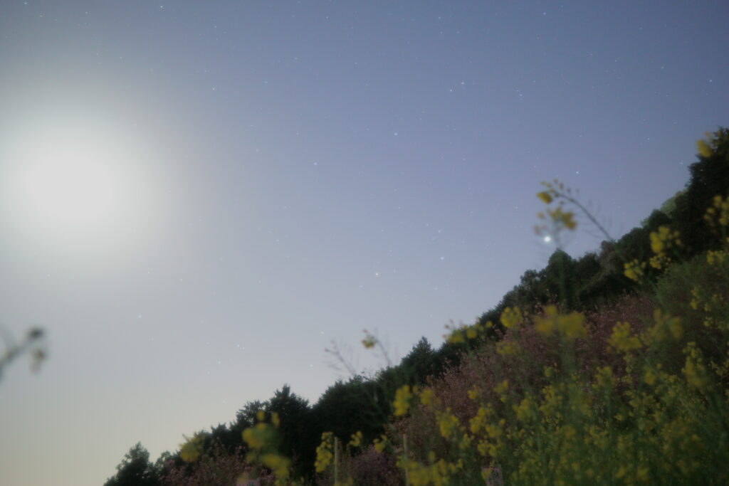 八重桜と富士