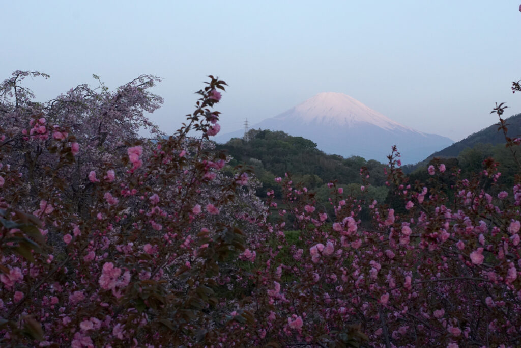 八重桜と富士