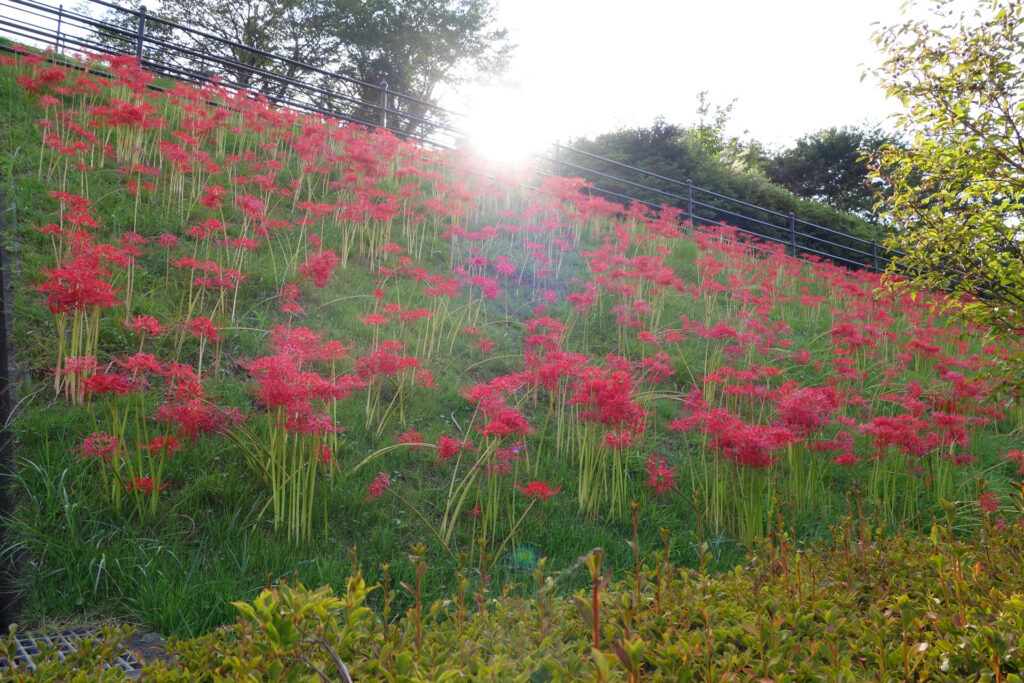 曼珠沙華