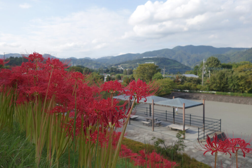 曼珠沙華