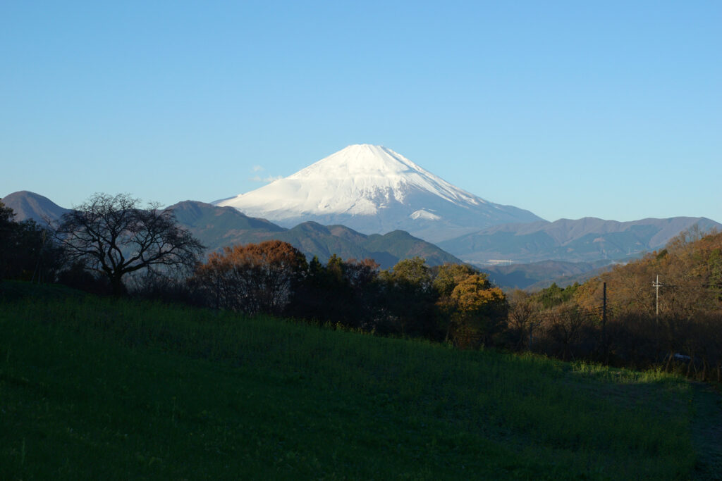 季節外れの菜の花と紅富士