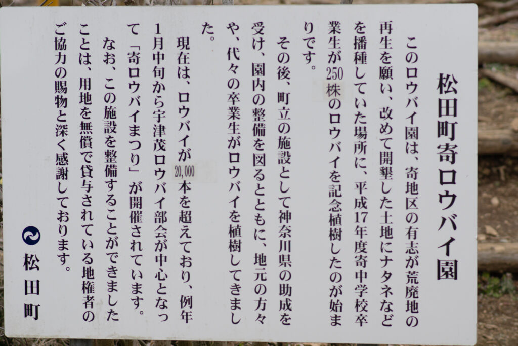 寄のロウバイ