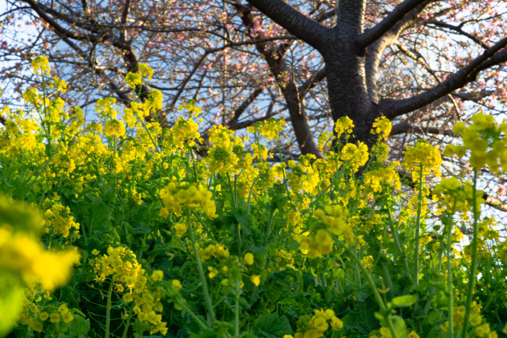 河津桜と紅富士