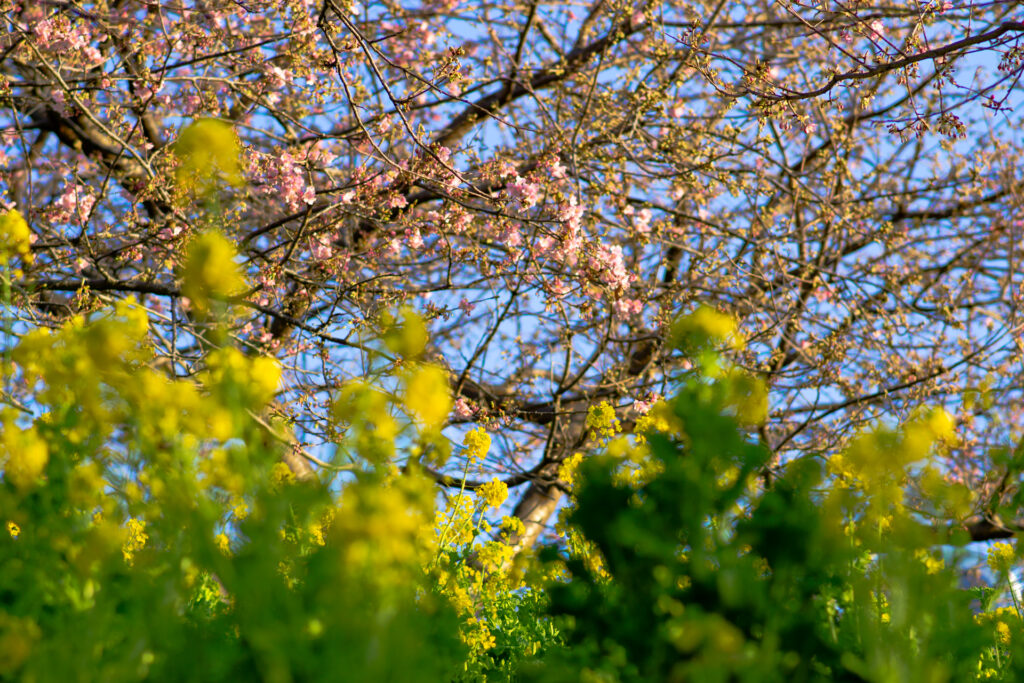 河津桜と紅富士