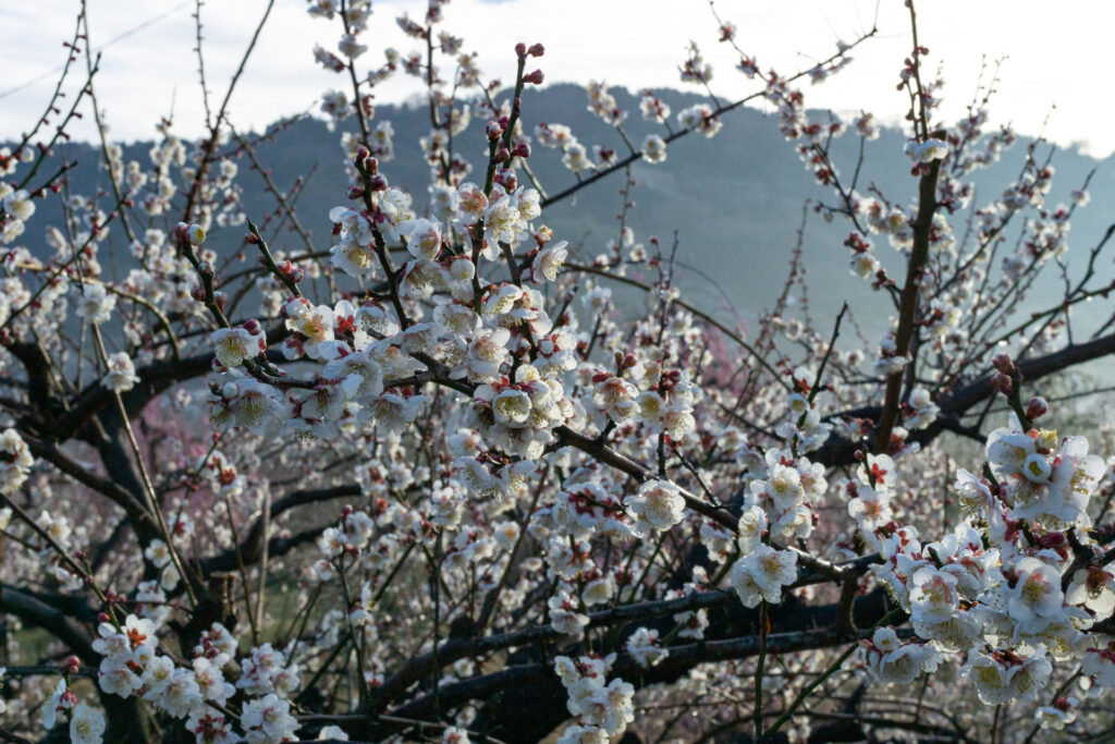 梅の花