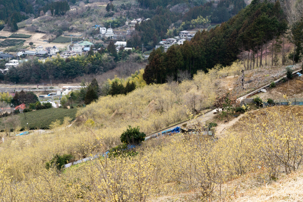 寄のロウバイ
