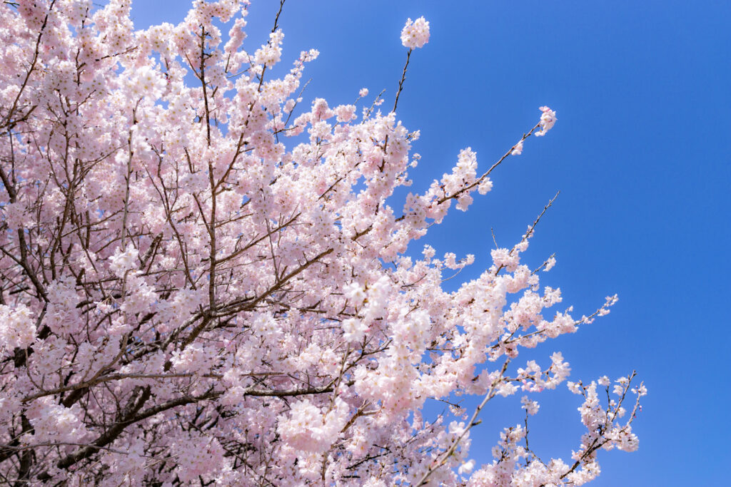 春めき